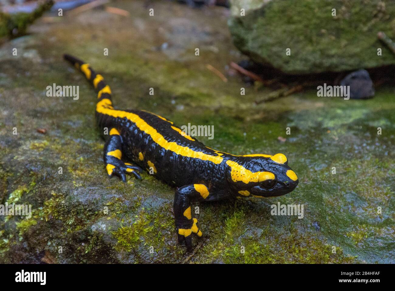European fire salamander (Salamandra salamandra), on a stone, Germany, Baden-Wuerttemberg Stock Photo