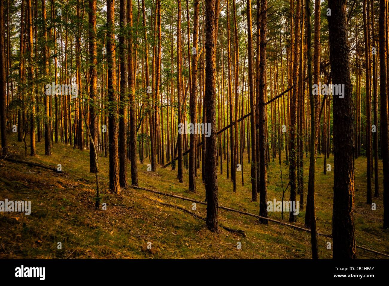 Sunrise in summer forest hi-res stock photography and images - Alamy