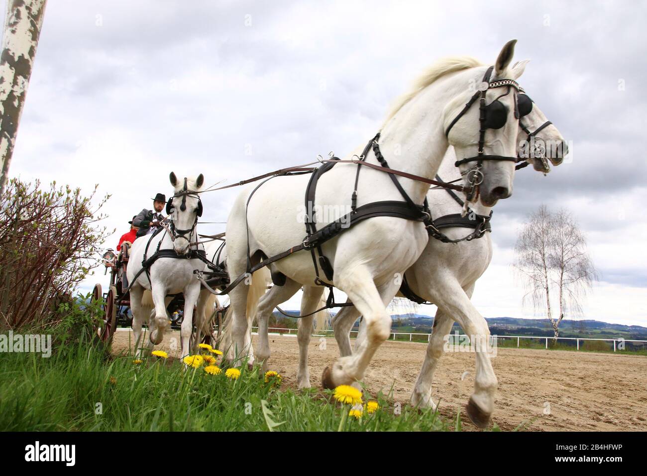 Horsedrawn carriages Stock Photo Alamy