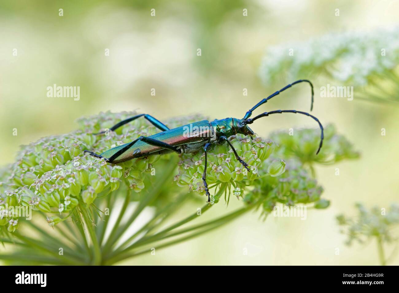 musk beetle (Aromia moschata), sitting on an umbellifers, side view, Germany, Bavaria, Oberbayern, Upper Bavaria Stock Photo