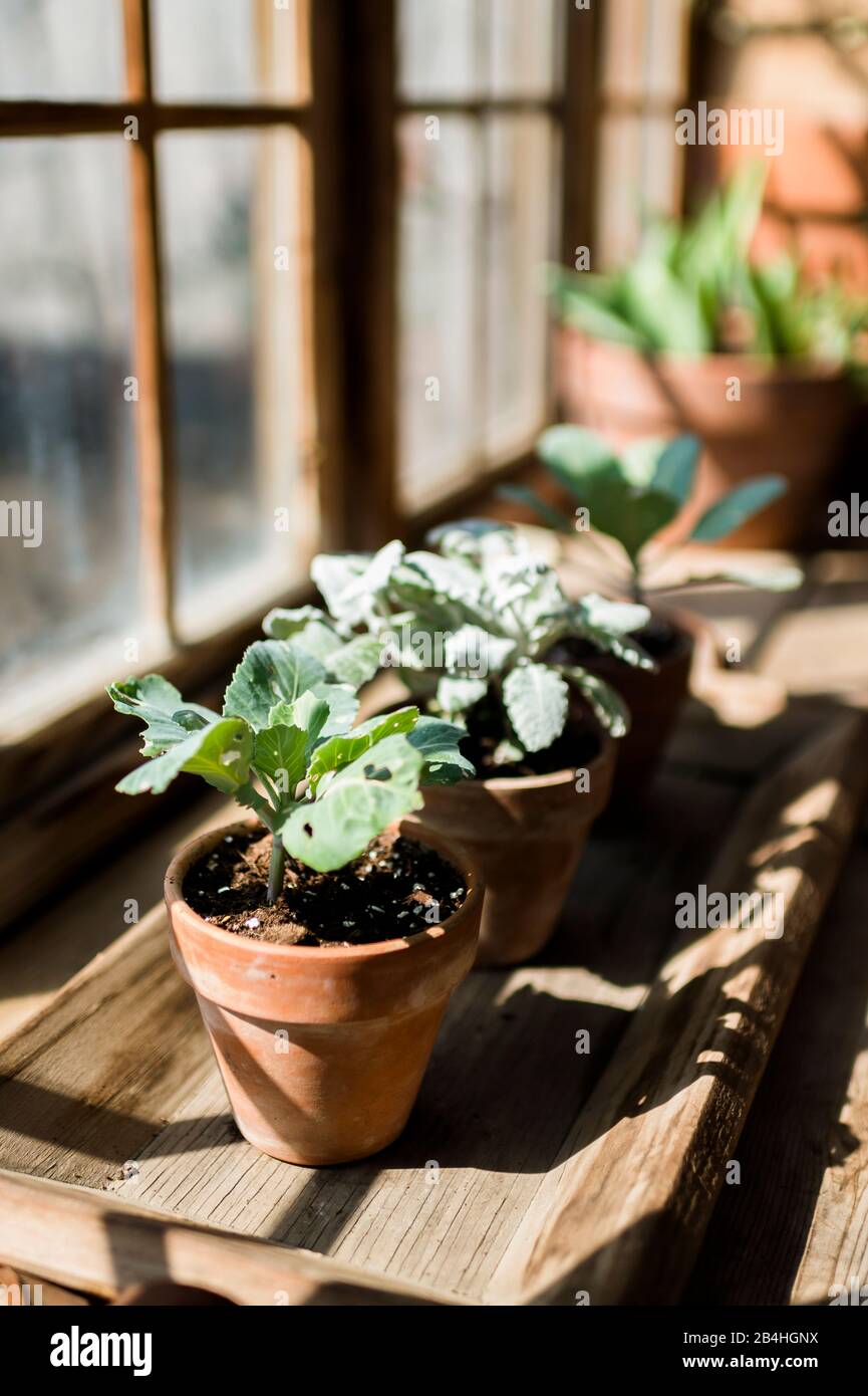 Potted Plants in Greenhouse in Waco Texas Stock Photo Alamy