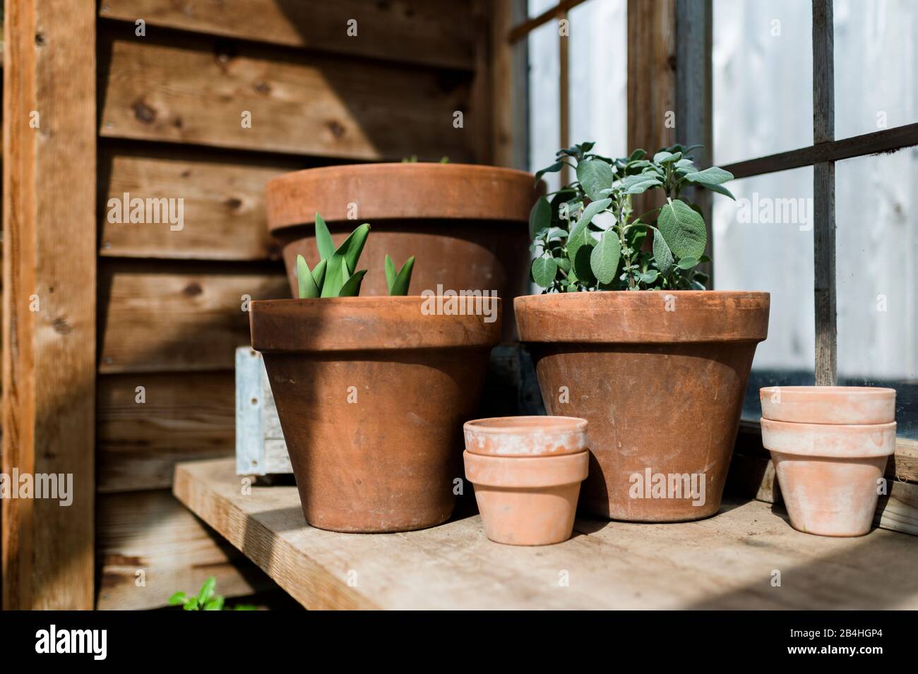 Potted Plants in Greenhouse In Waco Texas Stock Photo Alamy