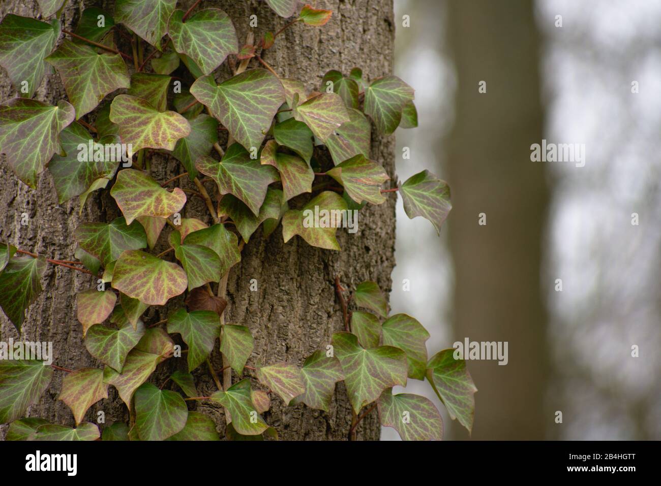 Weissensee Jewish Cemetery European ivy creeping up a tree closeup in Berlin Stock Photo