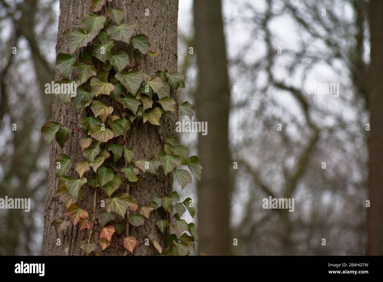Weissensee Jewish Cemetery European ivy creeping up a tree in Berlin Stock Photo
