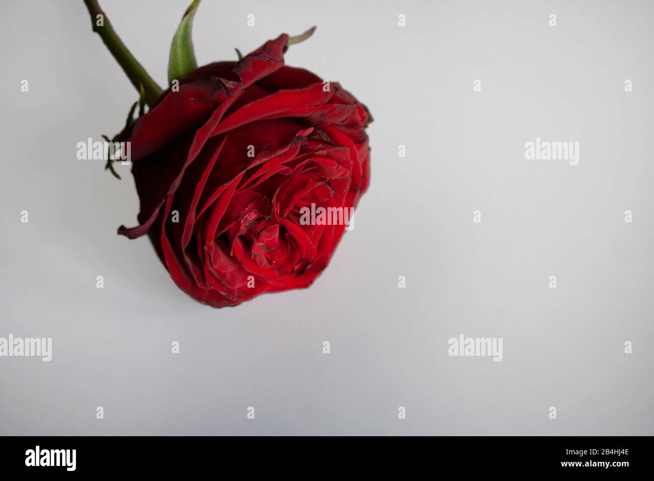 Single red rose isolated on white background with a copy space Stock Photo