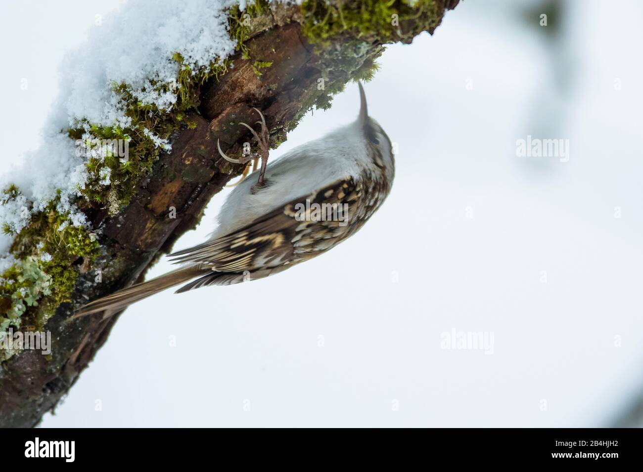 short-toed treecreeper (Certhia brachydactyla), perches at a mossy branch and foraging, side view, Germany, Bavaria, Niederbayern, Lower Bavaria Stock Photo