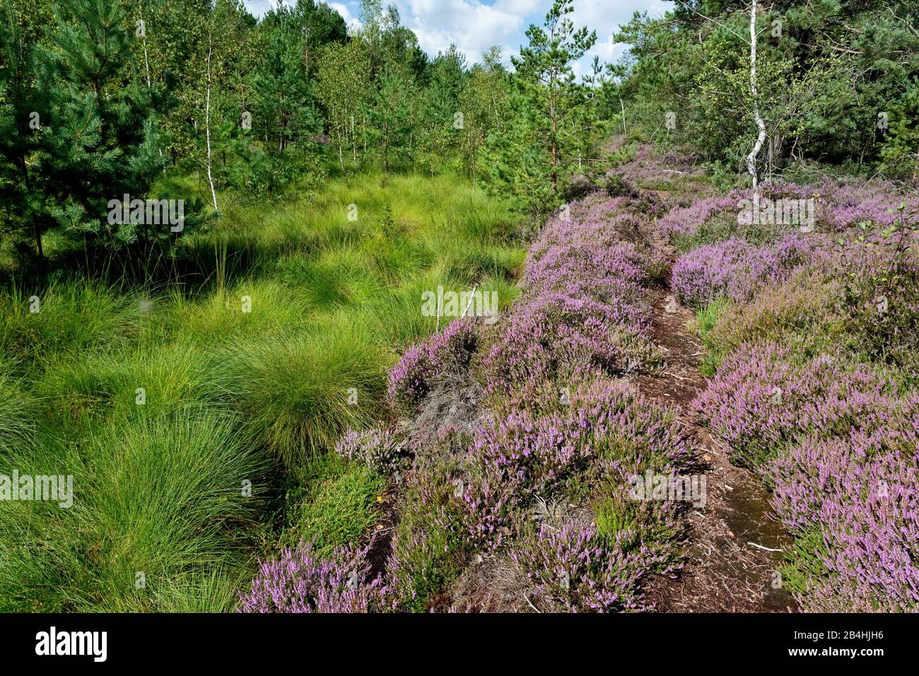 Common Heather, Ling, Heather (Calluna vulgaris), blooming heath, Germany, Bavaria, Oberbayern, Upper Bavaria, Haspelmoor Stock Photo