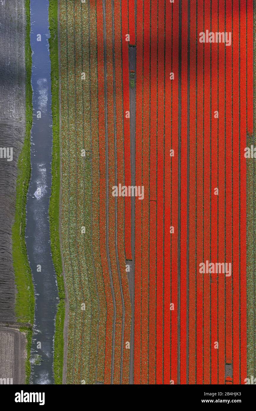 , red blooming tulip field in North Holland, aerial view, 09.05.2013, Netherlands, Northern Netherlands, Ursem Stock Photo