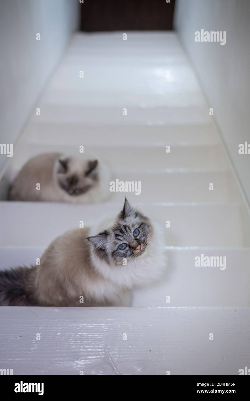 Two birman cats are sitting on white wooden stairs hires stock