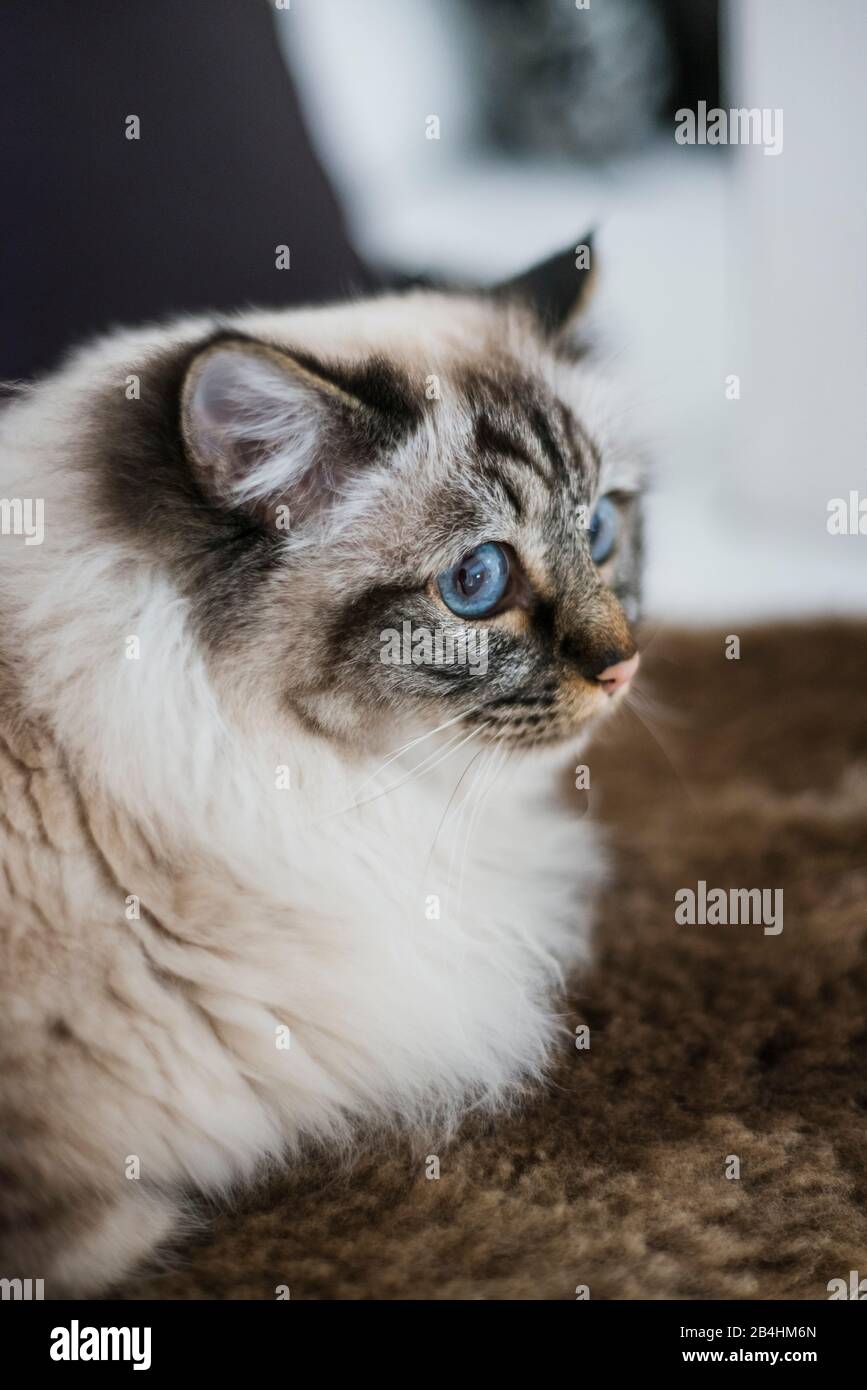 Birman cat lies on brown fur Stock Photo