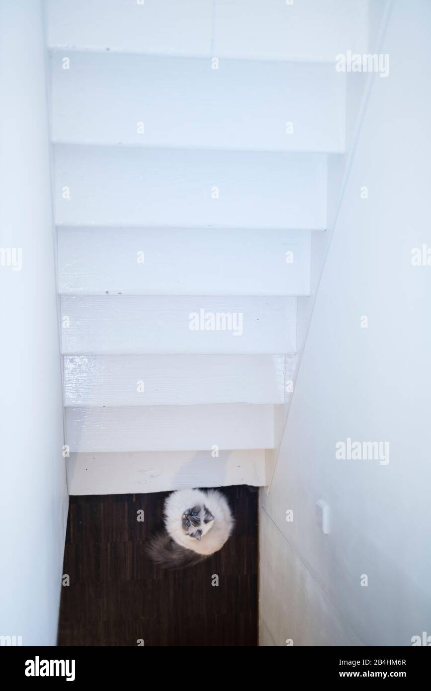 Cat stairs foot hires stock photography and images Alamy