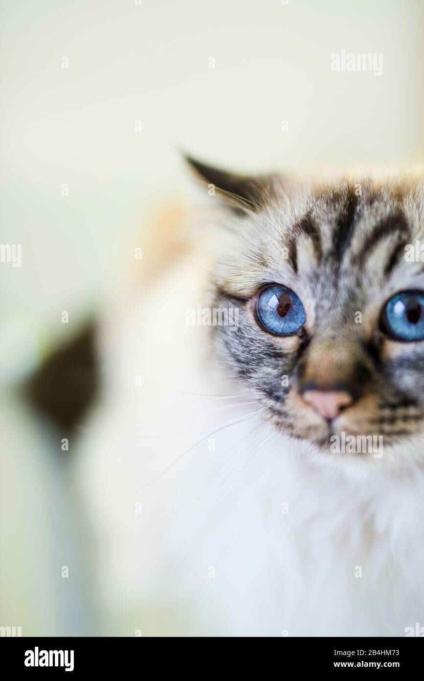 Cloesup of a Birman cat with bright blue eyes Stock Photo