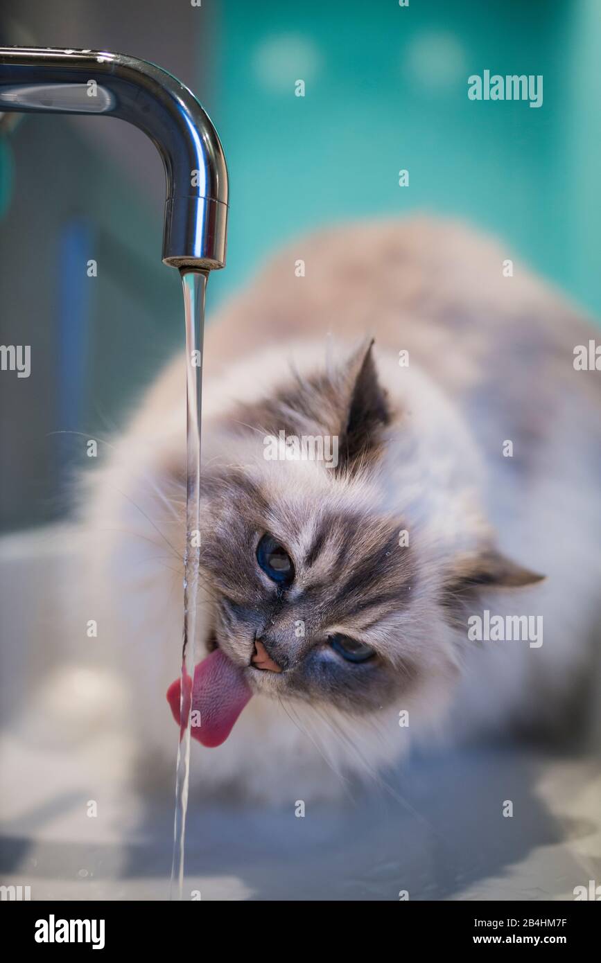 Birmakatze trinkt aus einem laufenden Wasserhahn Stock Photo