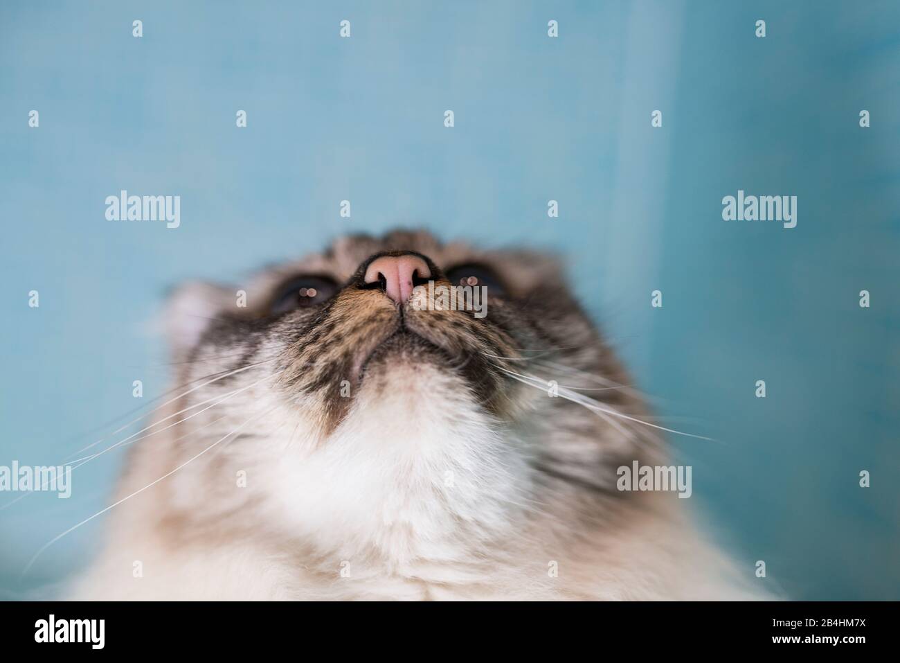 A view of the head of a Birman cat in front of a turquoise background Stock Photo
