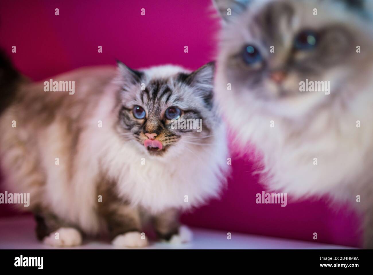 Two Birman cats looking in front of a pink wall are intressed Stock Photo