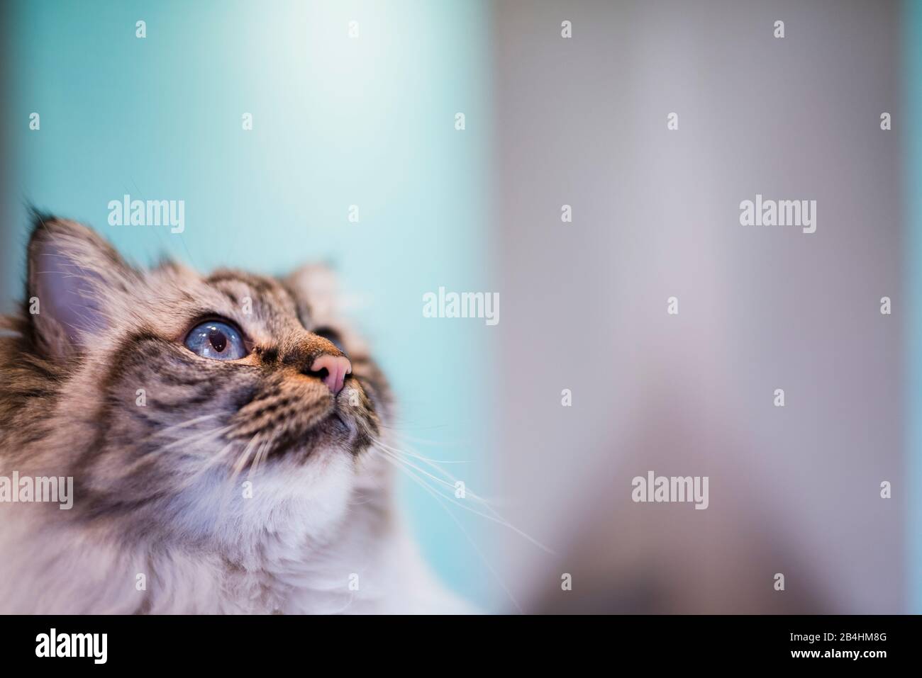 Birman cat in a bright room with turquoise walls Stock Photo