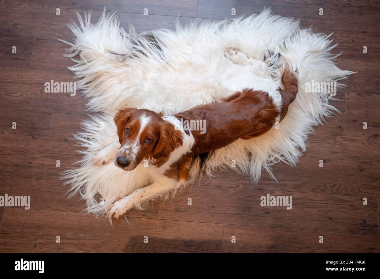Hund, Irish red and white setter liegt auf Schafsfell und schaut mit Hundeblick in die Kamera Stock Photo