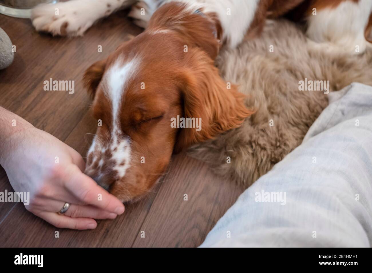Hund, Irish red and white setter liegt müde auf dem Boden und bekommt ein Leckerli Stock Photo
