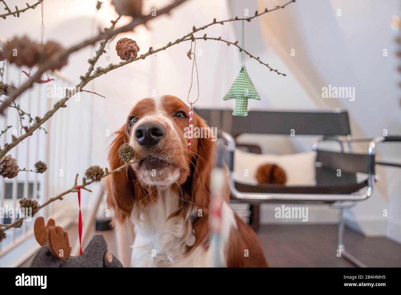 Hund, Irish red and white setter schnuppert an Weihnachtschmuck Stock Photo