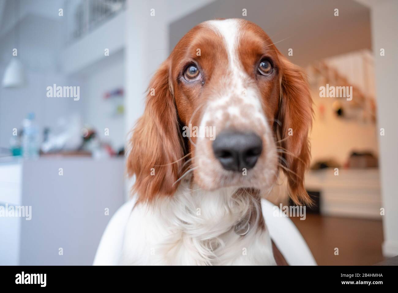 Dog, Irish red and white setter looks at the camera with dog's eyes Stock Photo