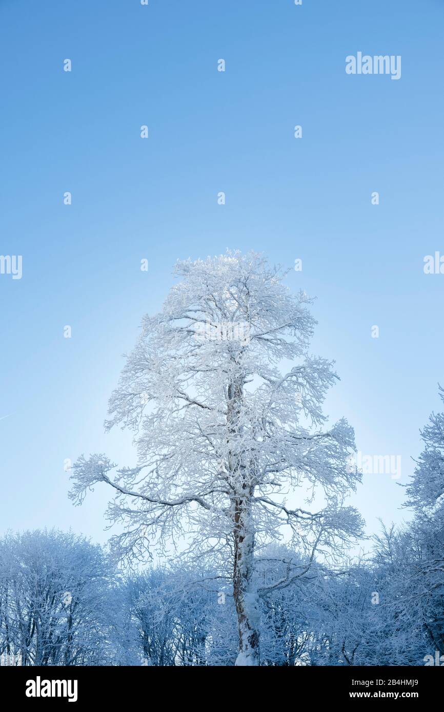 schneebedeckter Baum vor blauem Himmel umgeben von winterlichem Wald in den Vogesen, Frankreich Stock Photo
