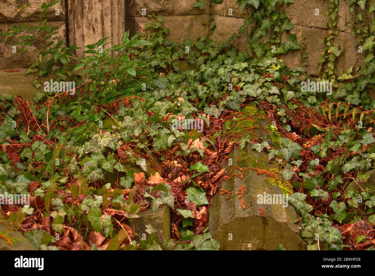 Weissensee Jewish Cemetery European ivy growing on the ground and stone in Berlin Stock Photo