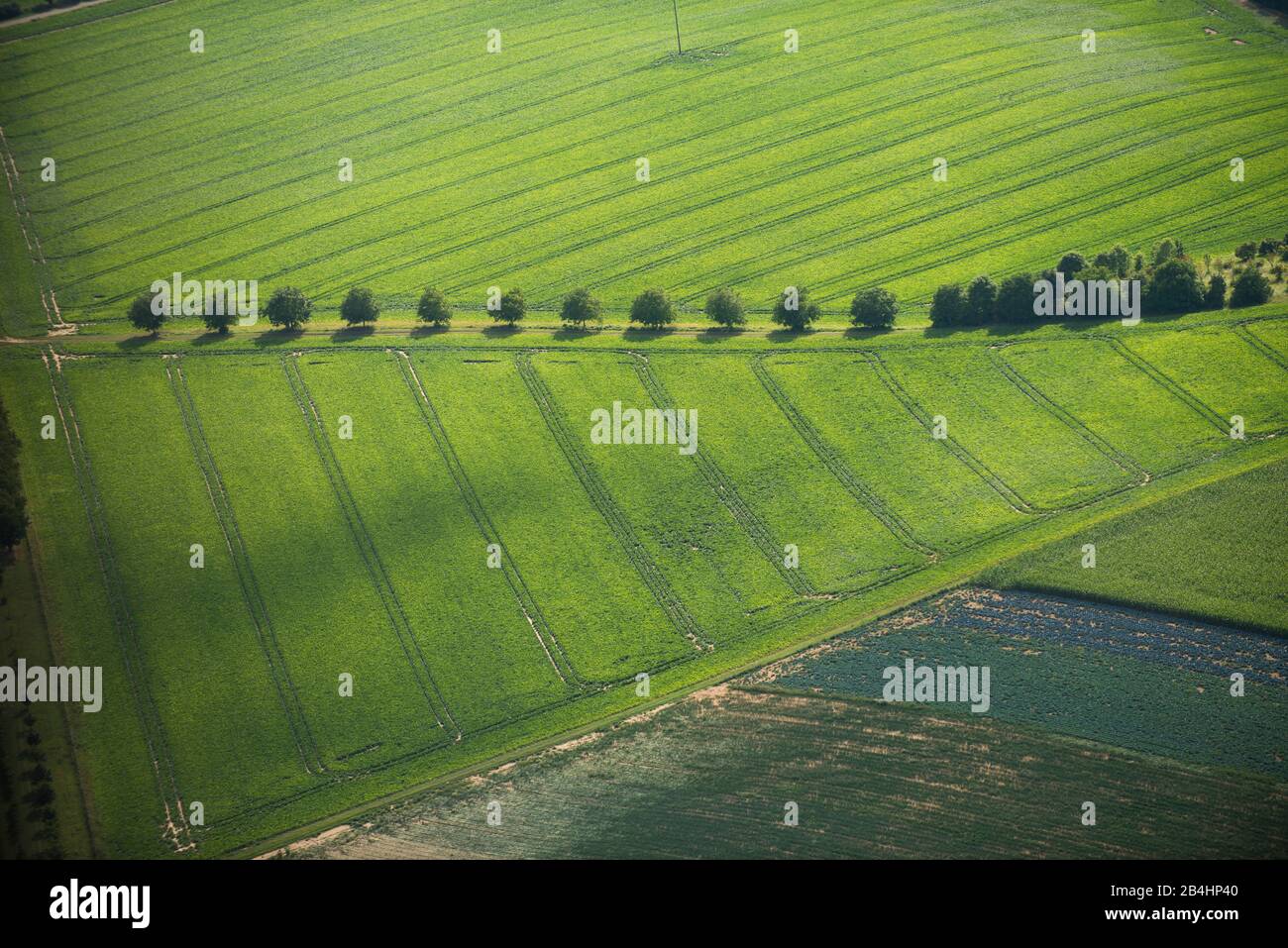 Luftaufnahme von landwirtschaftlich genutzer Grünfläche und Wirtschaftweg mit Baumallee Stock Photo