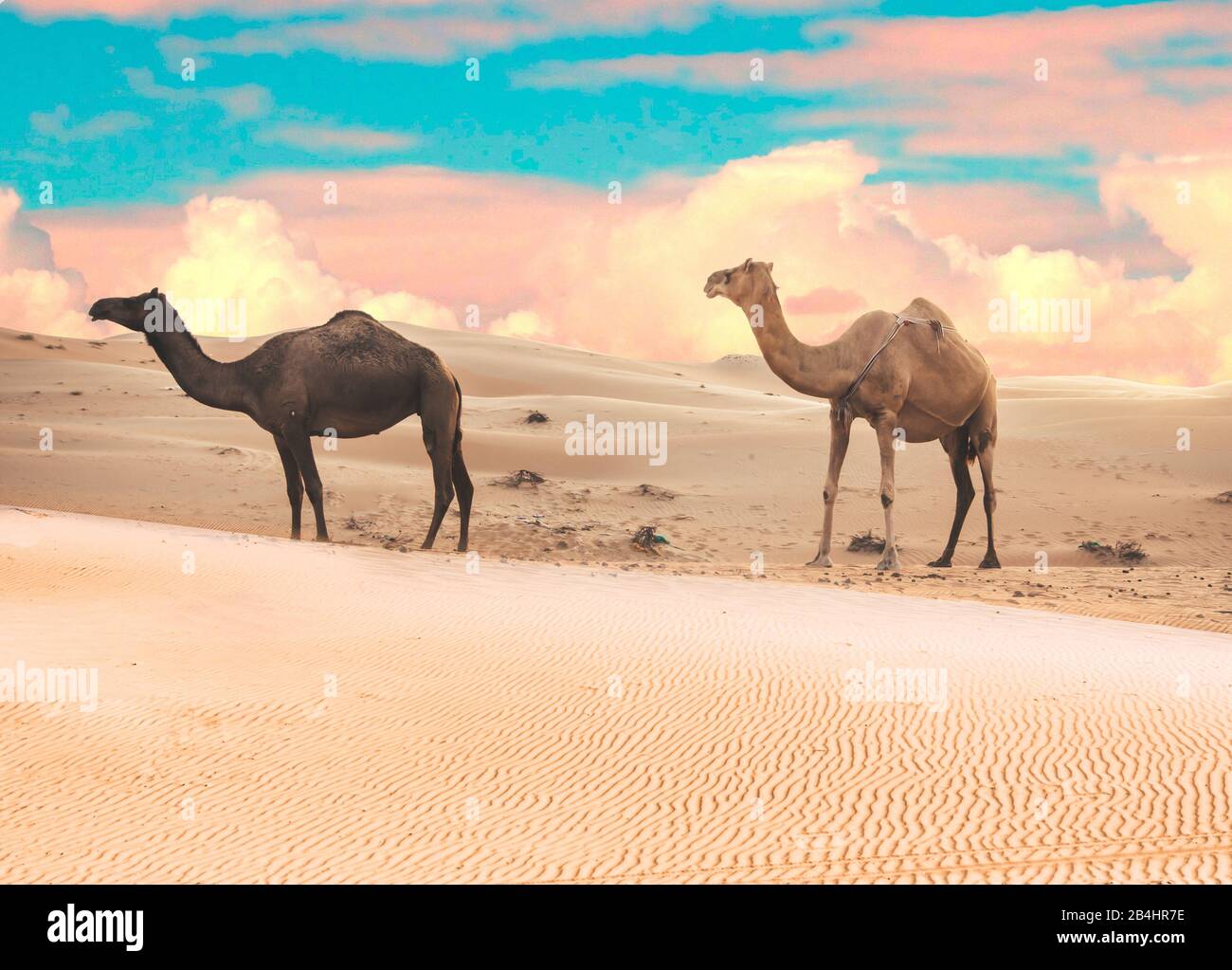 Tow camels view in Liwa Desert in the western region of Abu Dhabi Stock
