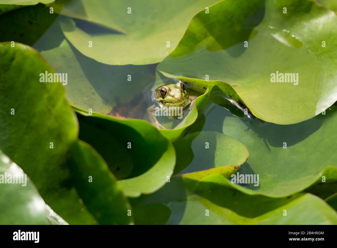 Cute, little frog hiding in the middle of lily pads in a pond in New Jersey, peeking out with huge eyes. Stock Photo