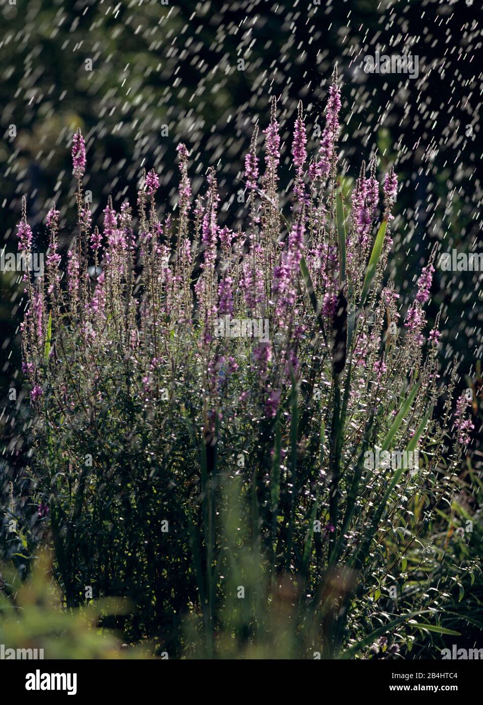 Purple loosestrife in the rain, Lythraceae, Myrtales Stock Photo