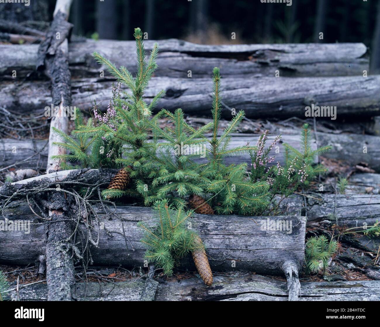 Young spruce on old wood Stock Photo