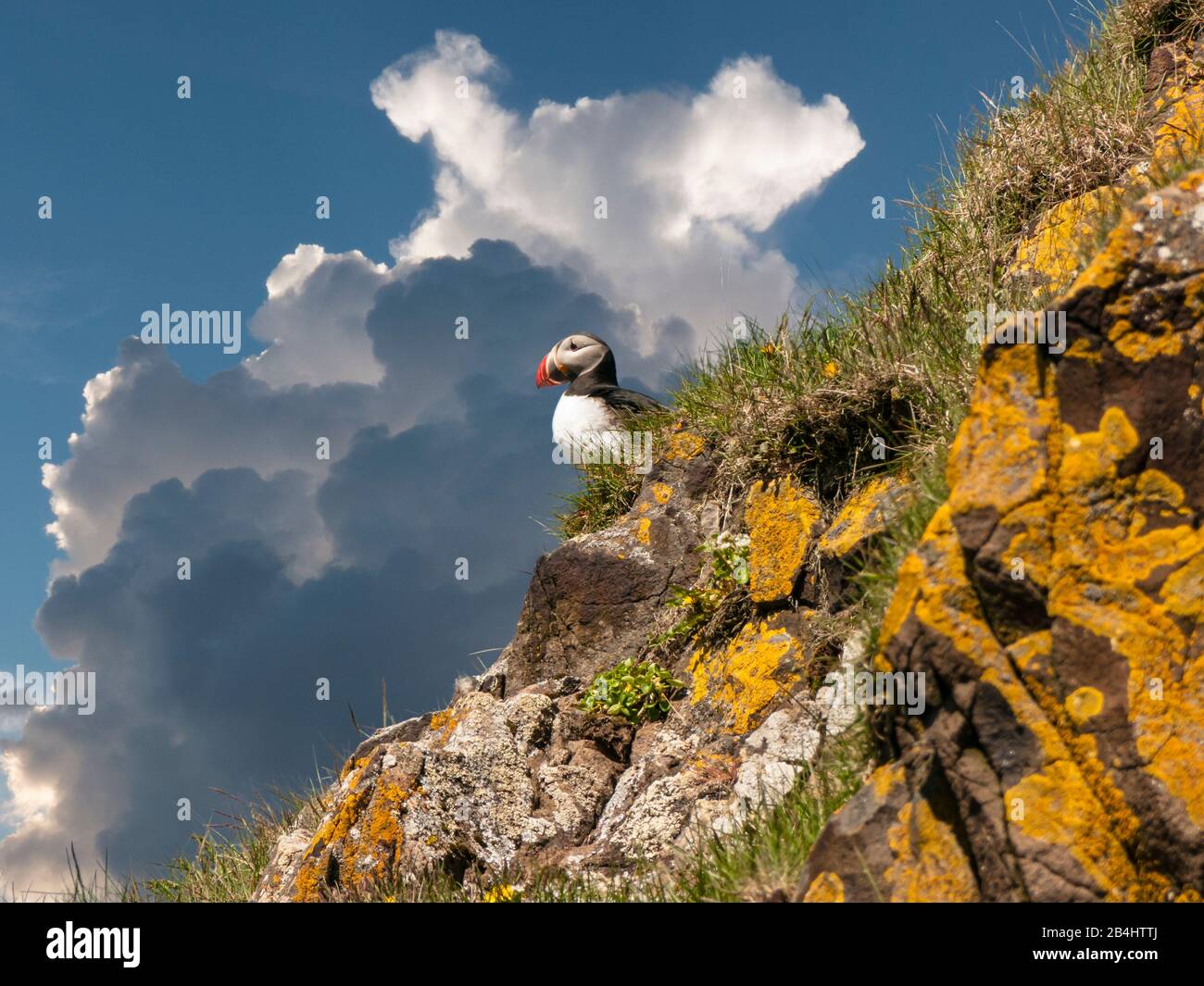 Puffins are any of three small species of alcids (auks) in the bird genus Fratercula with a brightly coloured beak during the breeding season. These are pelagic seabirds that feed primarily by diving in the water. They breed in large colonies on coastal cliffs or offshore islands, nesting in crevices among rocks or in burrows in the soil. Two species, the Tufted Puffin and Horned Puffin, are found in the North Pacific Ocean, while the Atlantic Puffin is found in the North Atlantic Ocean Stock Photo