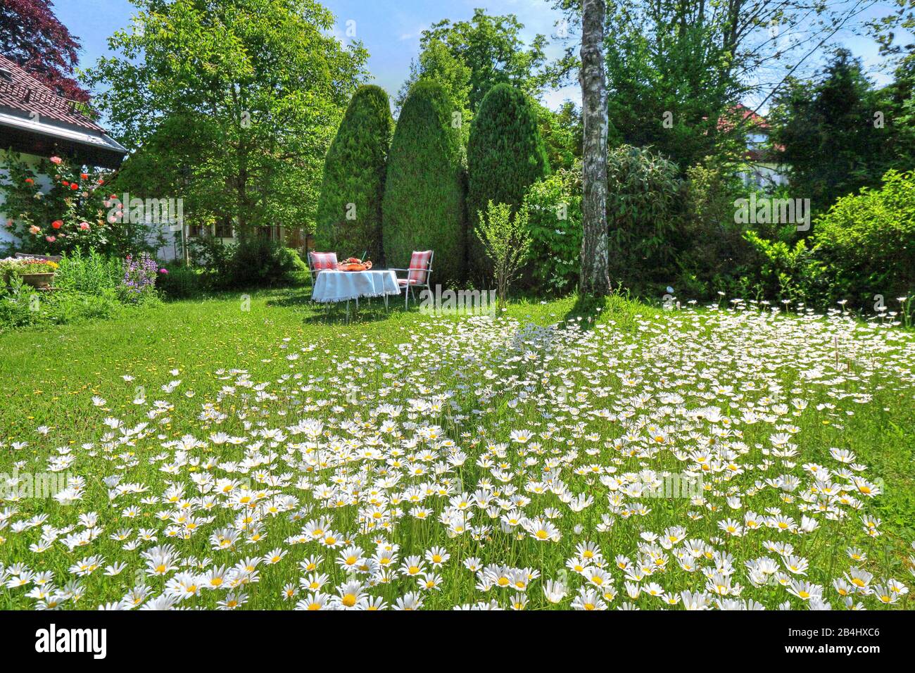 Idyllic private garden with marguerite meadow in Planegg near Munich, Würmtal, Upper Bavaria, Bavaria, Germany Stock Photo