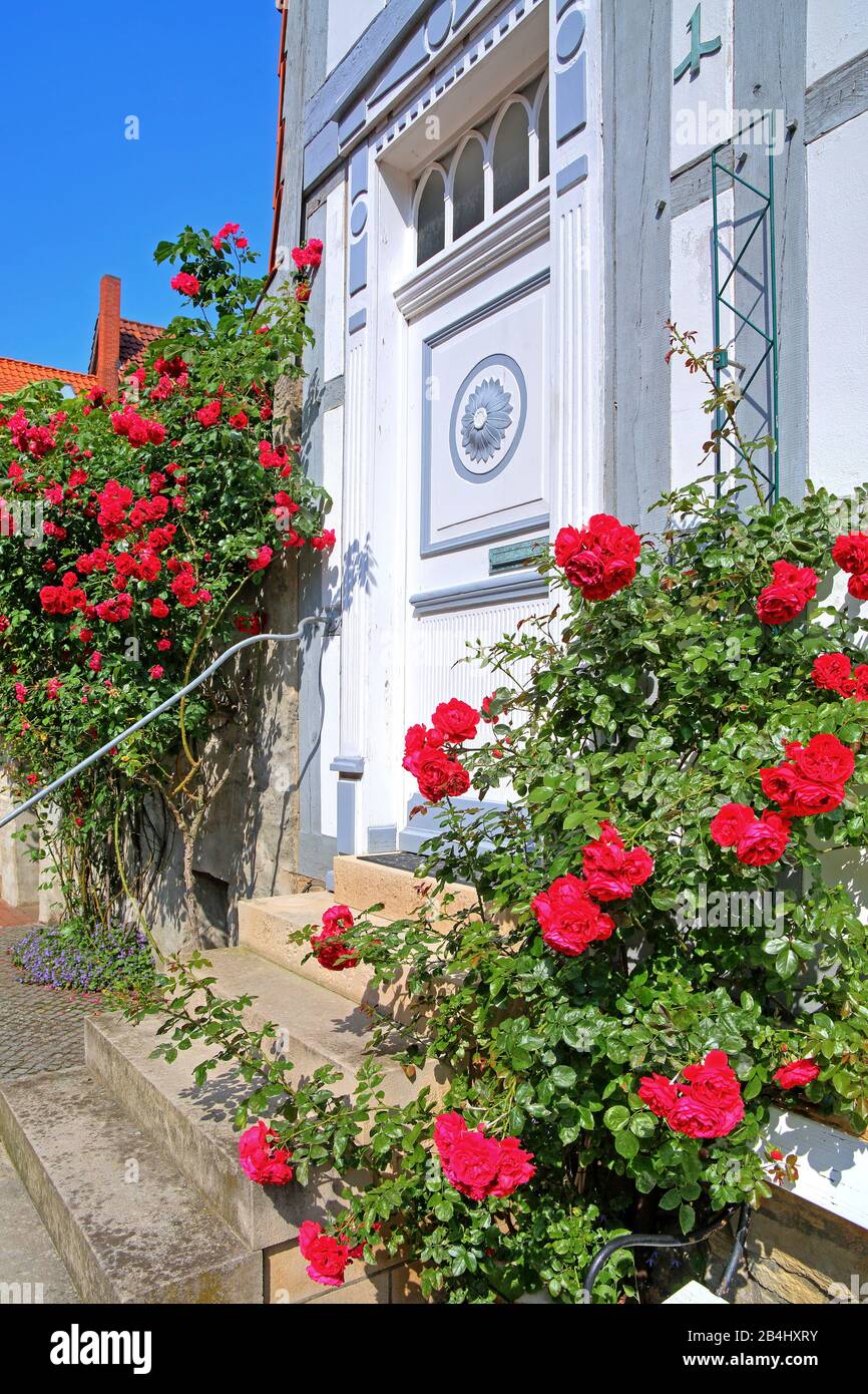 Front door with climbing roses on the Lappenberg in Fachwerkviertel, Hildesheim, Lower Saxony, Germany Stock Photo