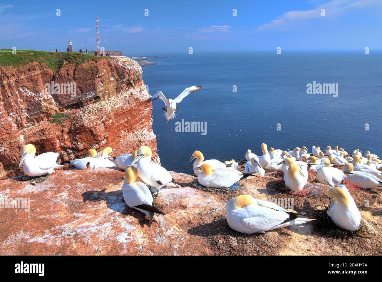 Northwest cliff with breeding seabirds Gannets, Heligoland, Helgoland Bay, German Bight, North Sea Island, North Sea, Schleswig-Holstein, Germany Stock Photo