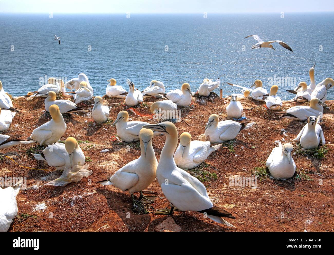 Breeding seabirds, gannets on the northwestern cliff, Heligoland, Heligoland Bay, German Bight, North Sea Island, North Sea, Schleswig-Holstein, Germany Stock Photo