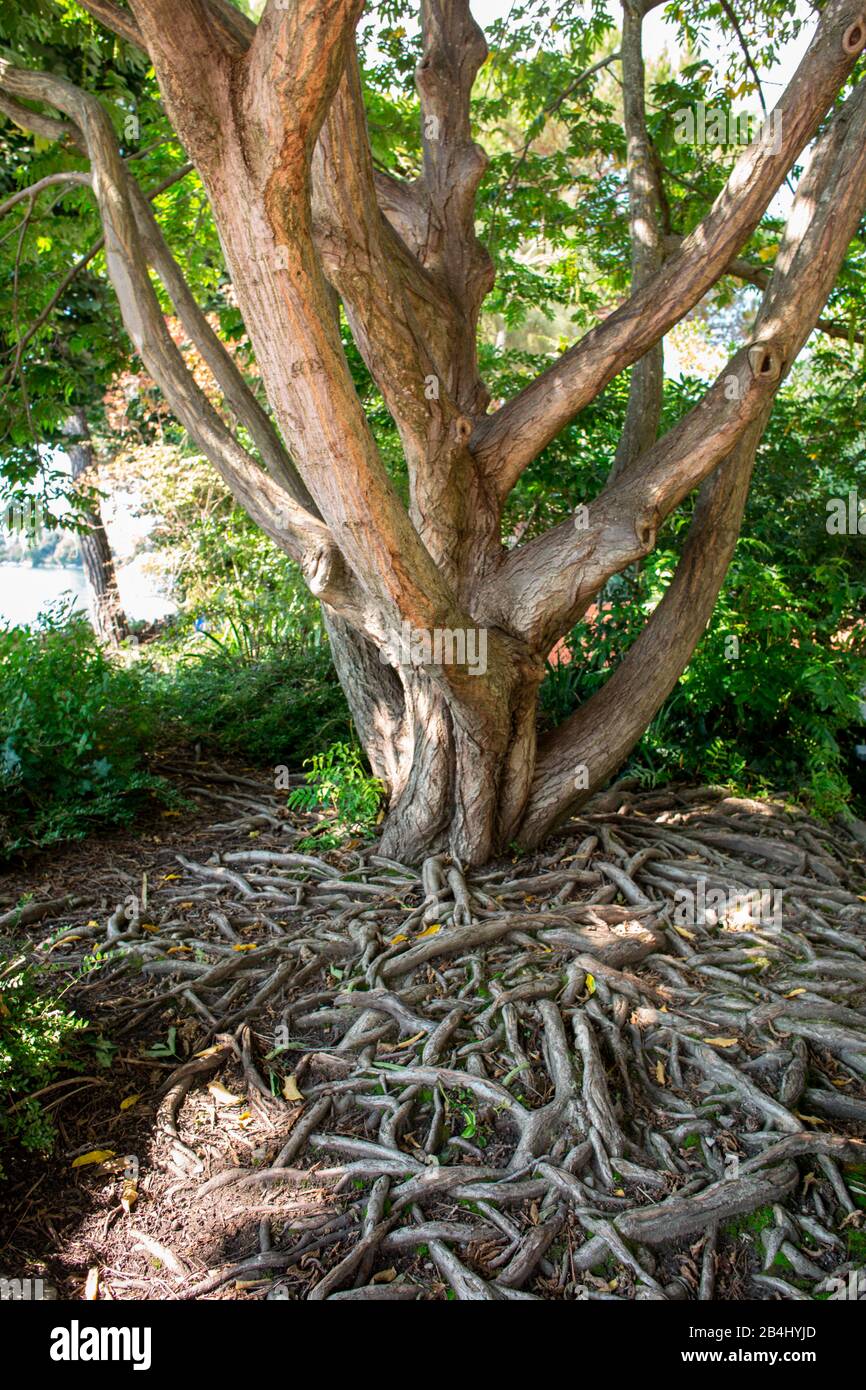 Tree roots growing above ground hires stock photography and images Alamy
