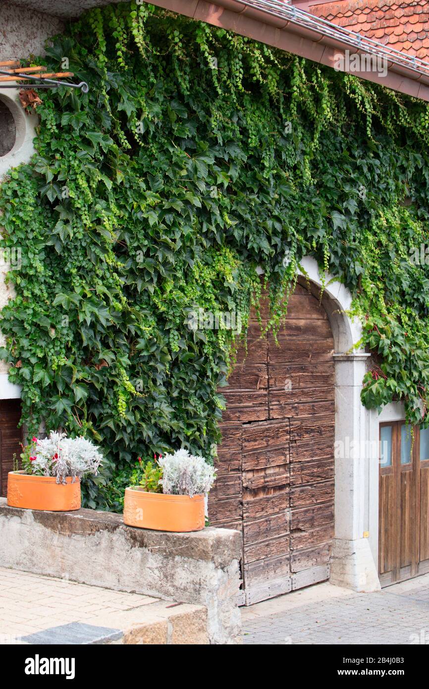 Climbing plants along the house wall, Rivaz, canton vaud, Switzerland Stock  Photo - Alamy