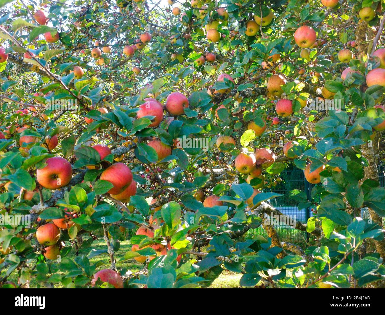 Germany, Bavaria, orchard meadow, apples Stock Photo