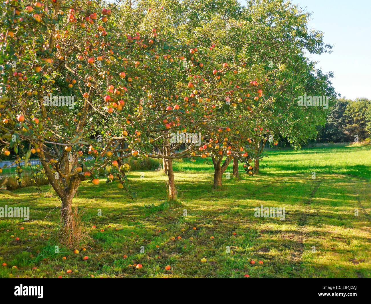 Germany, Bavaria, orchard, apple trees Stock Photo
