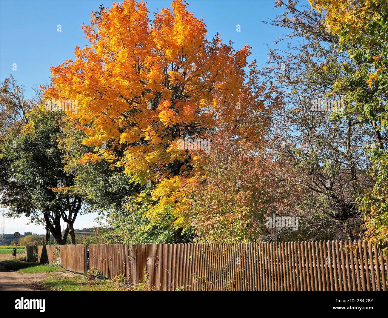 Germany, Bavaria, leaves coloring, maple tree, wooden fence Stock Photo