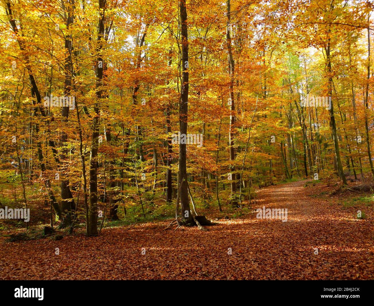 Germany, Bavaria, trail near Eching, leaves coloring, autumn Stock Photo