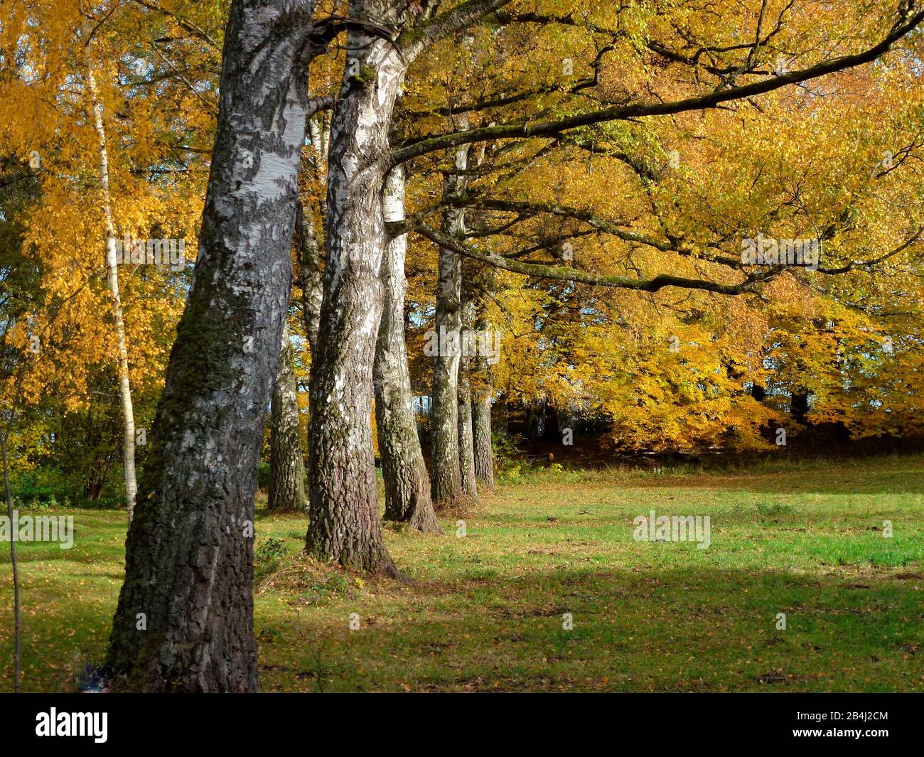 Germany, Bavaria, Eching am Ammersee, birches, leaves coloring, autumn Stock Photo