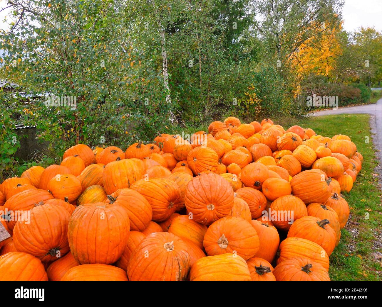 Germany, Bavaria, Germering, Pumpkin Sale, Autumn Stock Photo