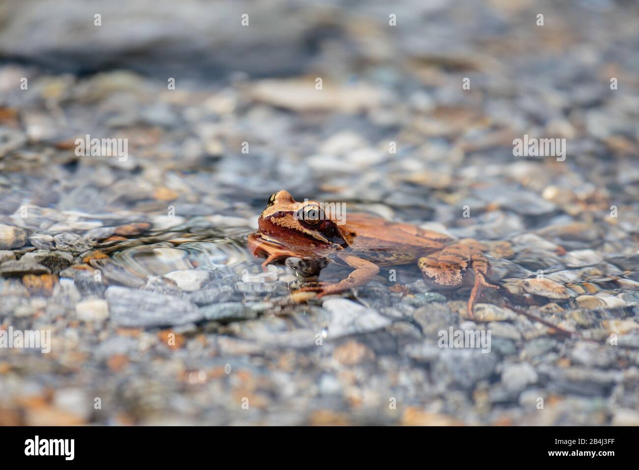 Europe, Switzerland, Ticino, Brione. An unusually reddish jumping frog (Rana dalmatina bonaparte) sits quietly on the shore of the Verzasca. Stock Photo