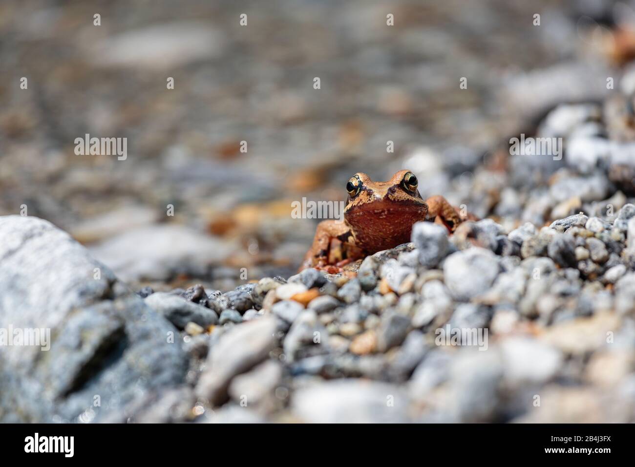 Europe, Switzerland, Ticino, Brione. An unusually reddish jumping frog (Rana dalmatina bonaparte) sits quietly on the shore of the Verzasca. Stock Photo
