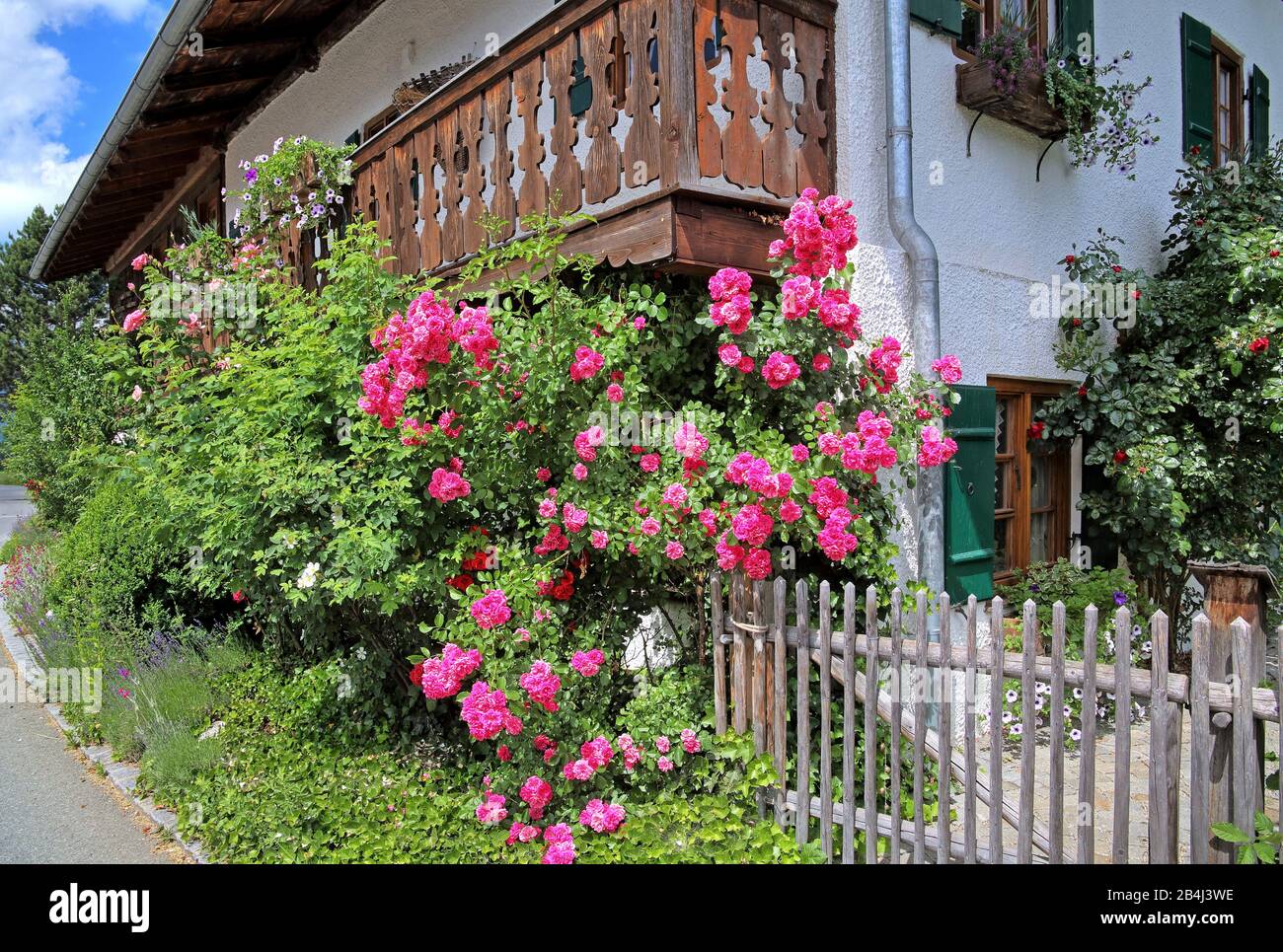 Climbing roses at Upper Bavarian country house in Ohlstadt, Loisachtal, Upper Bavaria, Bavaria, Germany Stock Photo