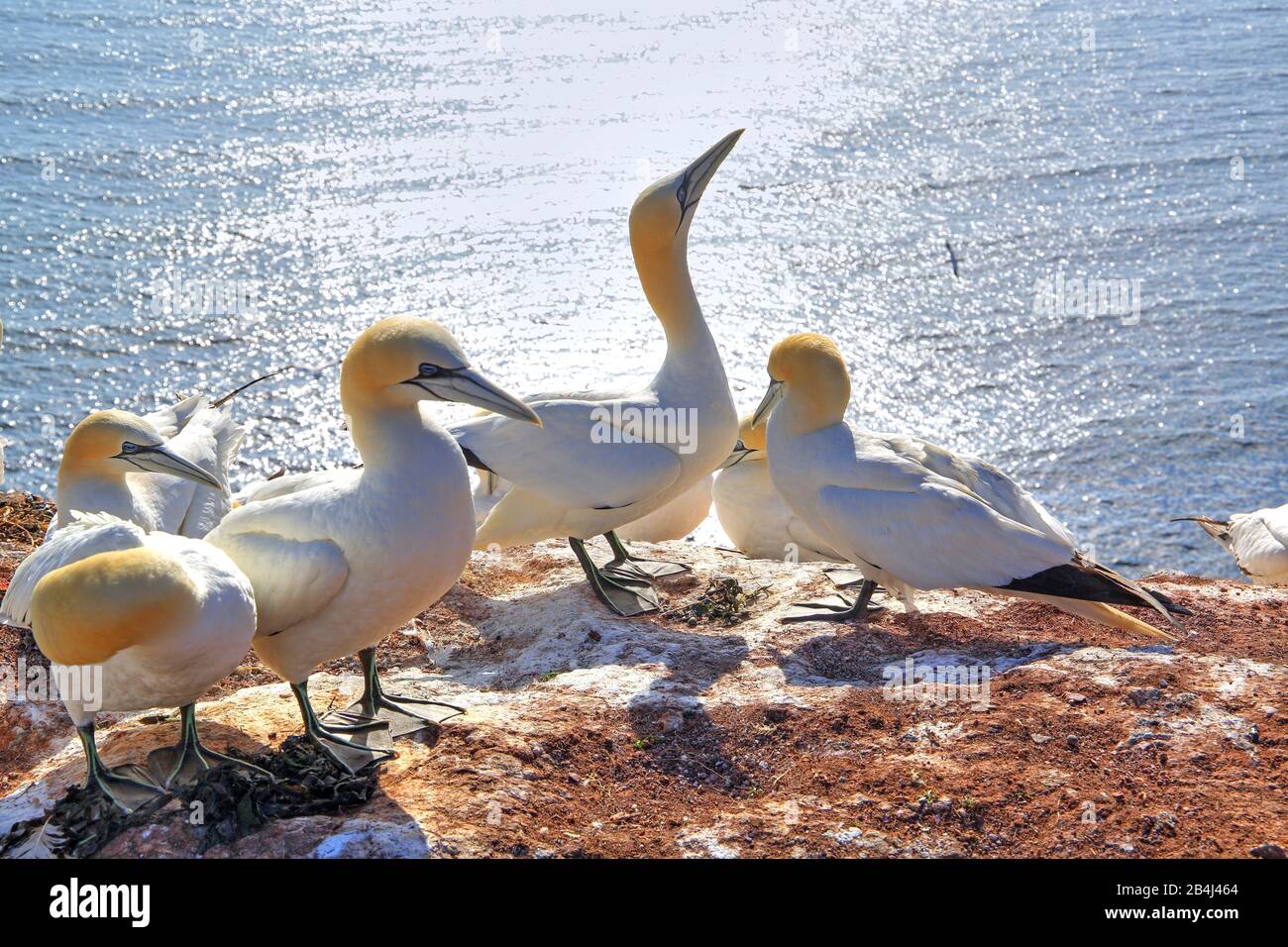 Seabirds, Gannets on the northwestern bluff, Heligoland, Helgoland Bay, German Bight, North Sea Island, North Sea, Schleswig-Holstein, Germany Stock Photo