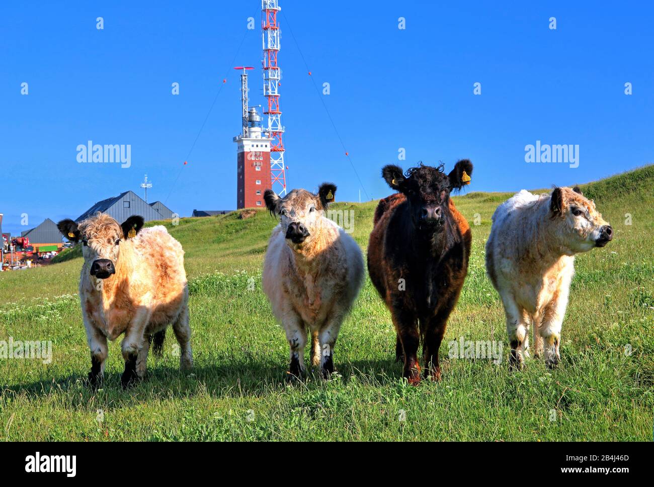 Galloway cattle on the upland with lighthouse and radio mast, Heligoland, Heligoland Bay, German Bight, North Sea Island, North Sea, Schleswig-Holstein, Germany Stock Photo