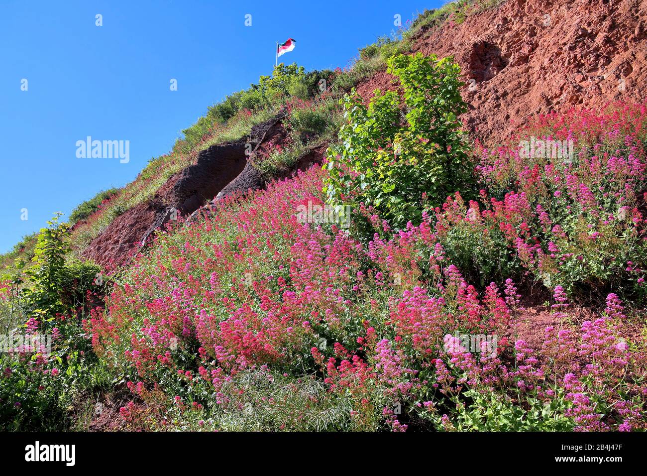 Wildflowers on the eastern escarpment of Helgoland, Helgoland Bay, German Bight, North Sea Island, North Sea, Schleswig-Holstein, Germany Stock Photo